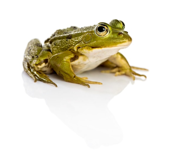 Common Water Frog in front of a white surface