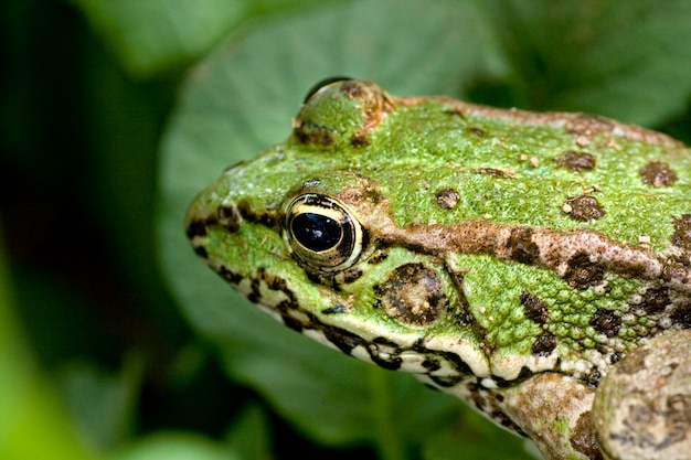 Common water frog