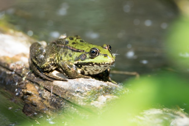 Common water green frog in the pond, natural environment, amphibian inhabitant wetland