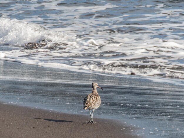 Photo common whimbrel in southern chilean beach searching some food