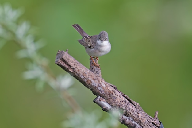 깃털 번식에있는 일반적인 whitethroat (Curruca communis)는 나뭇 가지에 앉아