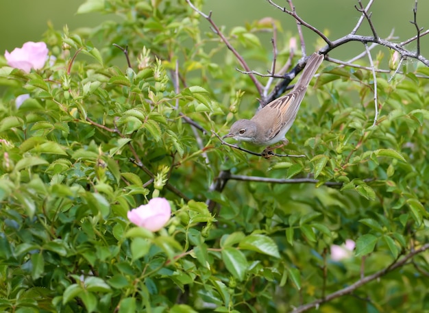 일반적인 whitethroat (Curruca communis)는 피는 장미 덤불에 특이한 위치에서 촬영