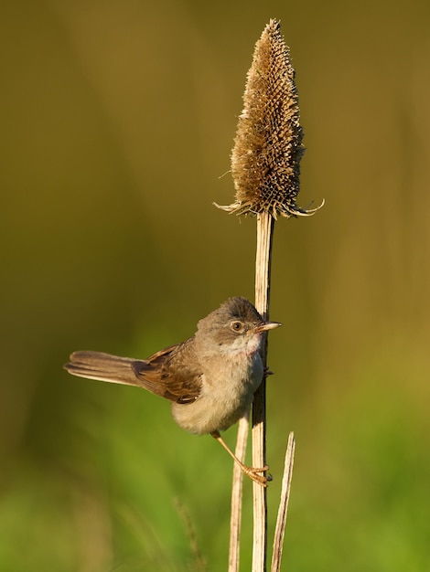 일반적인 흰목구멍 Curruca communis