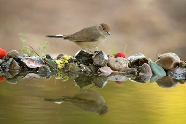 Common whitethroat female bathing in a natural water source in an oak forest with the first lights