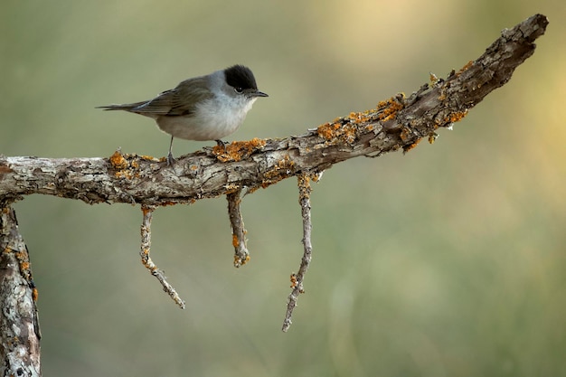 Common whitethroat male in a Mediterranean forest with the last light of a spring day