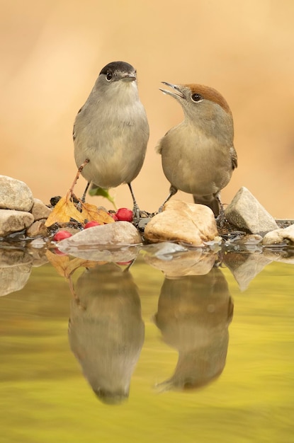 Common whitethroat male at a natural water point in an oak and pine forest with the last lights