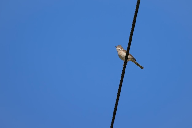 Whitethroat comune in appoggio su un cavo telefonico