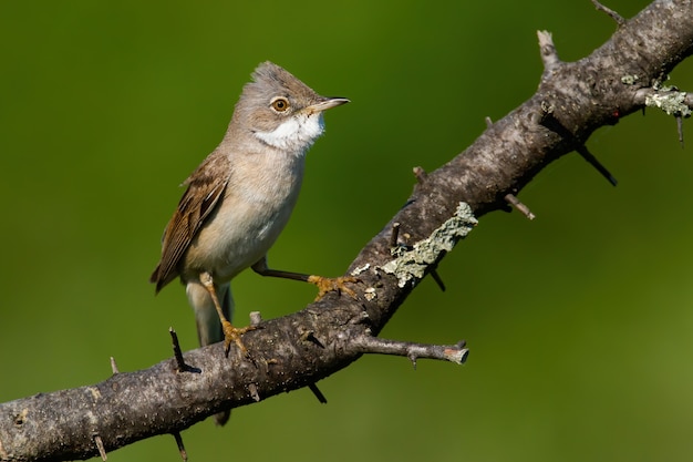 Common whitethroat sitting on branch in sunny summer