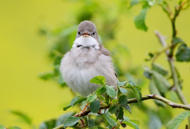 The common whitethroat Sylvia communis on the bush