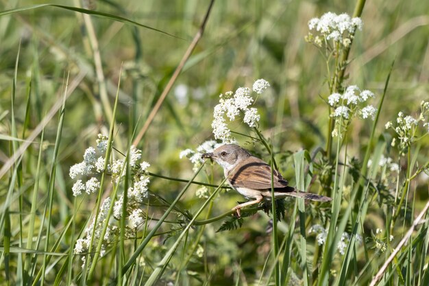 사진 먹이를 찾는 일반적인 whitethroat(sylvia communis)