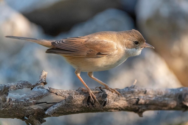 Common whitethroat Sylvia communis Malaga Spain