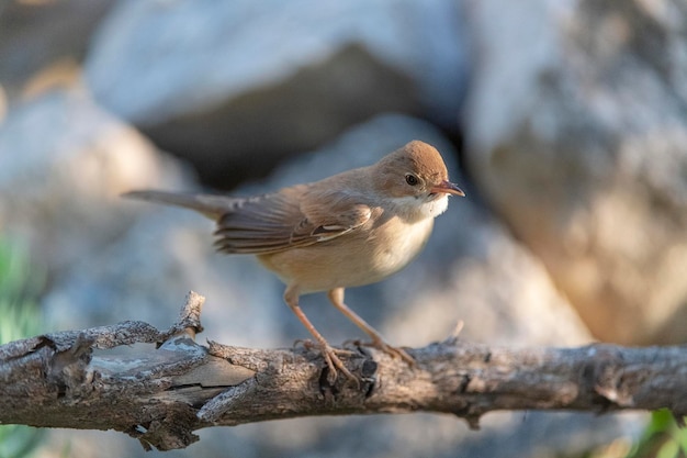 Common whitethroat Sylvia communis Malaga Spain