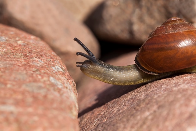 Common wild snail crawling on rocks and illuminated by sunlight\
sunny weather in summer or spring and grape snail crawling on its\
territory