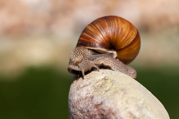 Photo common wild snail