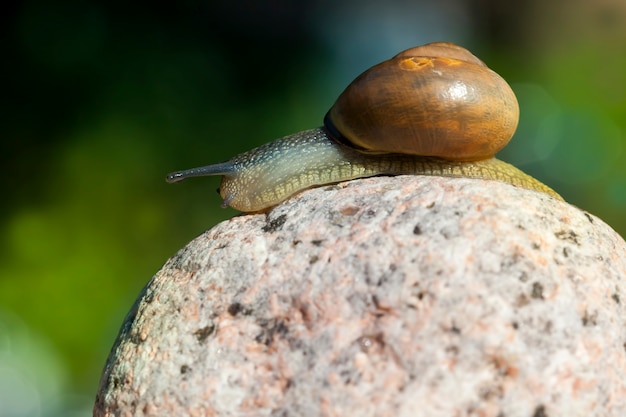 Common wild snail