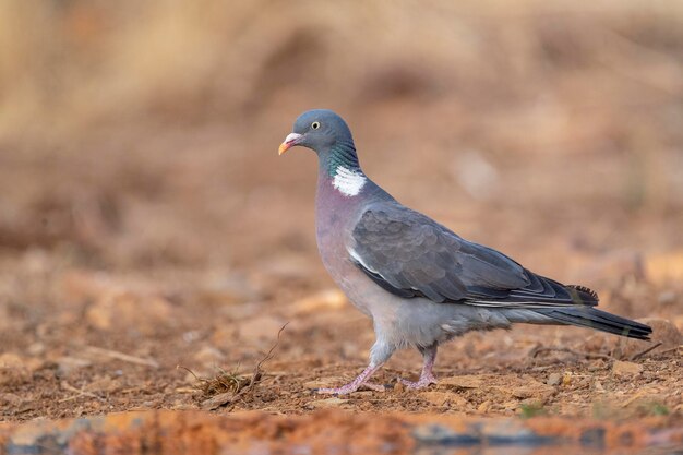 Common wood pigeon Columba palumbus Toledo Spain