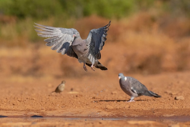 일반적인 나무 비둘기 (Columba palumbus) 스페인 톨레도