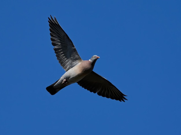 일반적인 나무 비둘기 Columba palumbus