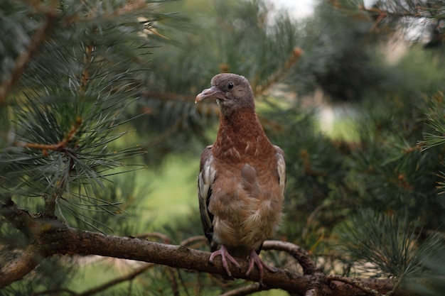 Common wood pigeon on the pine-tree