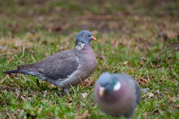 Common wood pigeons foraging in the forest Columba palumbus