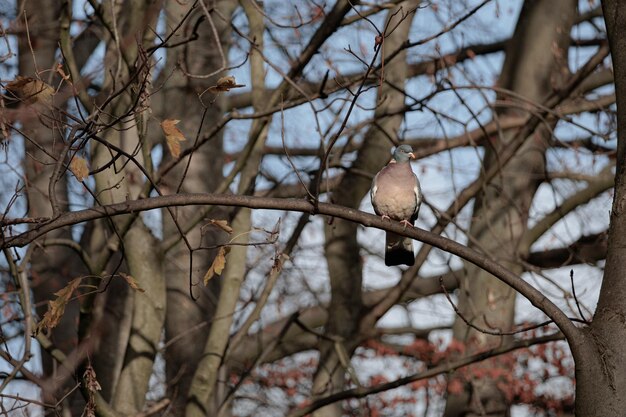 Common WoodPigeon perched on the wood branch