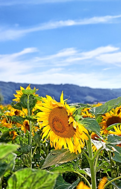 Common yellow sunflowers growing in a field with a blue sky copy space background Helianthus annuus with vibrant petals blooming in spring Scenic landscape of plants blossoming in a sunny meadow