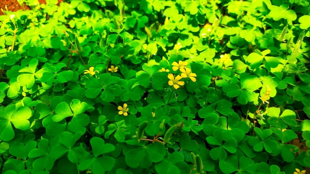 野生の植物として知られる一般的な黄色のスイバ カタバミ科は、木の下や日陰のエリアに住むことができます