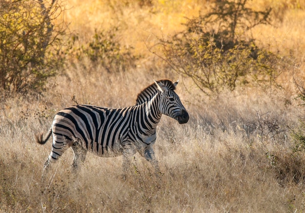 Common Zebra baby Kruger National Park South Africa