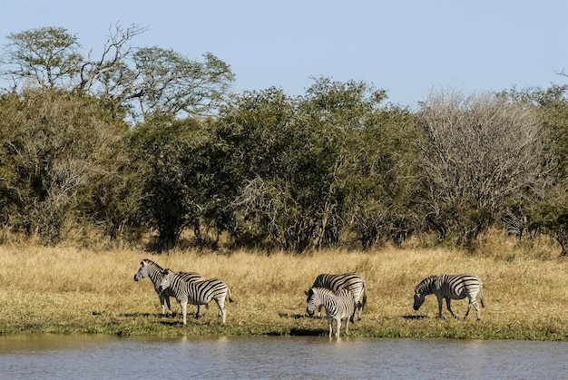 일반적인 얼룩말 아기 크루거 국립 공원 남아프리카 공화국
