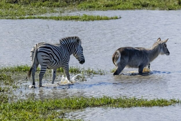 Common Zebra baby Kruger National Park South Africa