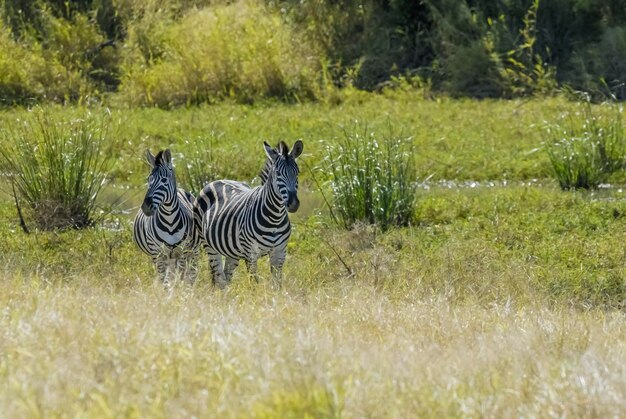 Common Zebra baby Kruger National Park South Africa