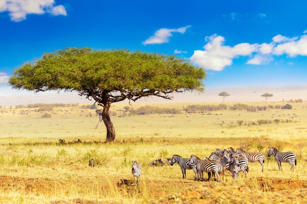 Zebre comuni equus quagga passeggiate nel parco nazionale del masai mara vicino al grande albero di acacia. paesaggio africano. kenya, africa.