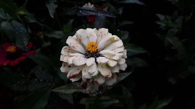 庭の一般的なジニアエレガンスの花またはカラフルなピンクバンドの白い花