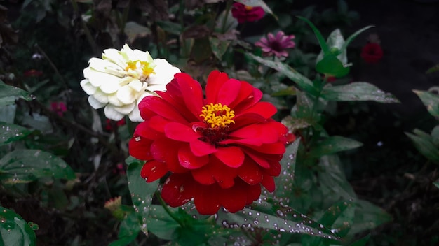 사진 일반적인 zinnia elegans 꽃 또는 정원에서 화려한 빨간색 흰색과 분홍색 꽃