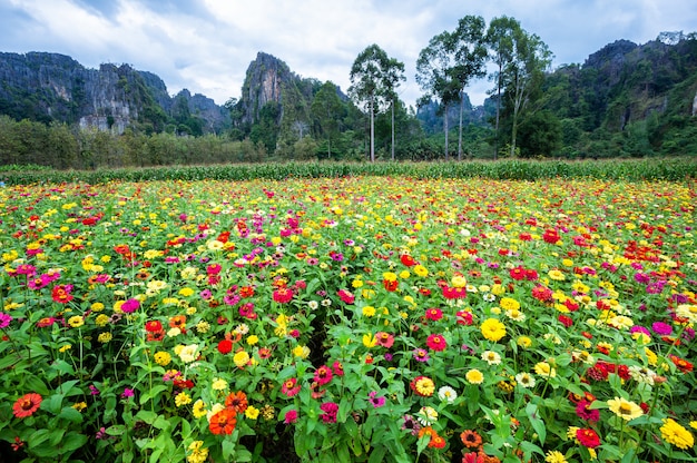 Общая цинния (элегантная цинния) красиво в саду с горами в Ноен Мапранг Пхитсаунлок, Таиланд.