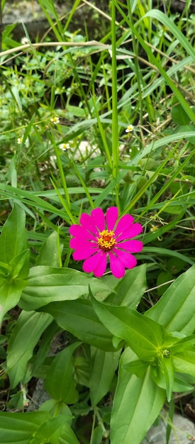 Common zinnia Plant beautiful red flowers taken closeup angle