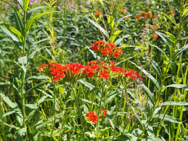 Common Zorka or Lychnis chalcedonica is a species of dicotyledonous flowering plant in the genus Lychnis of the family Caryophyllaceae Red meadow flowers in summer on the field