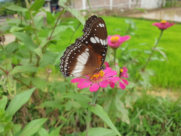 Commond butterfly on craspedia under the sunlight in a garden with a blurry free foto