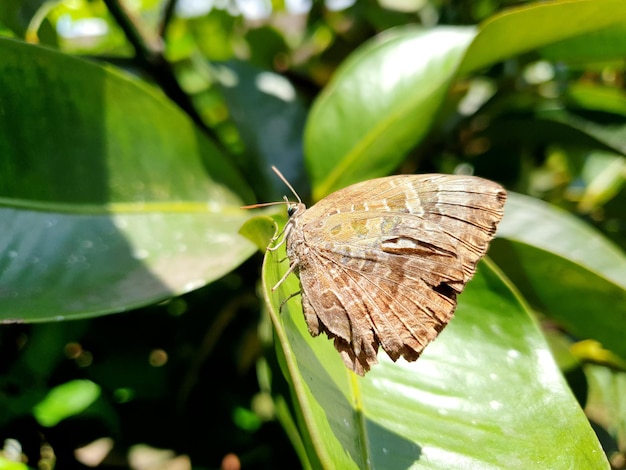 Commond butterfly on craspedia under the sunlight on a leaf with a blurry free photo