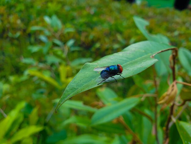 Commond fly on craspedia under the sunlight on a leaf with a blurry free photo