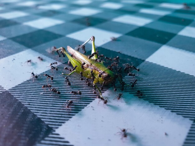 Commond grasshopper on craspedia under the sunlight in a garden with a blurry free foto