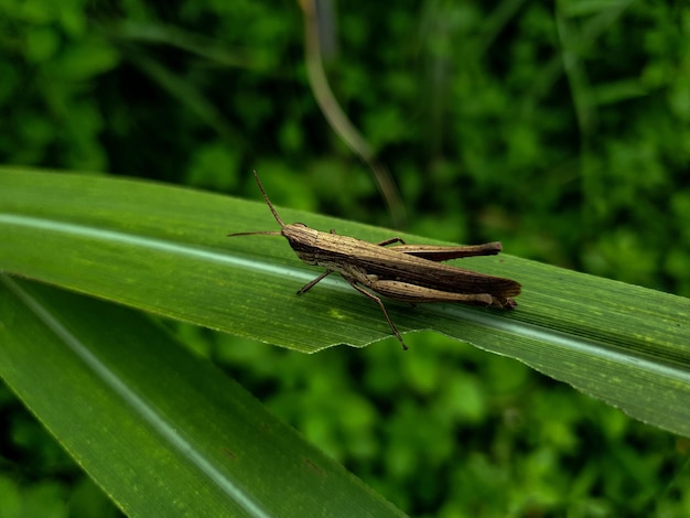 Commond grasshopper on craspedia under the sunlight on a leaf with a blurry free photo