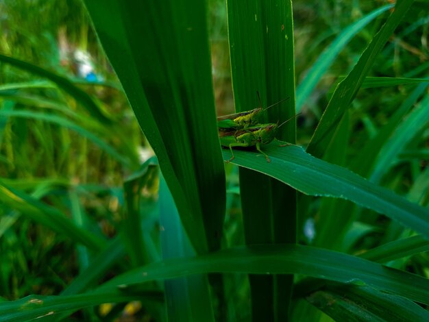 Commond grasshopper mating on craspedia under the sunlight on a grass with a blurry free photo