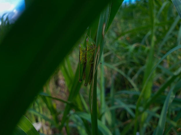 Cavalletta comune che si accoppia su craspedia sotto la luce del sole su un'erba con una foto libera sfocata
