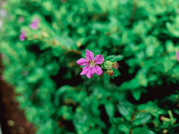 ぼやけた無料の写真と庭の日光の下でクラスペディアの一般的なピンクの花