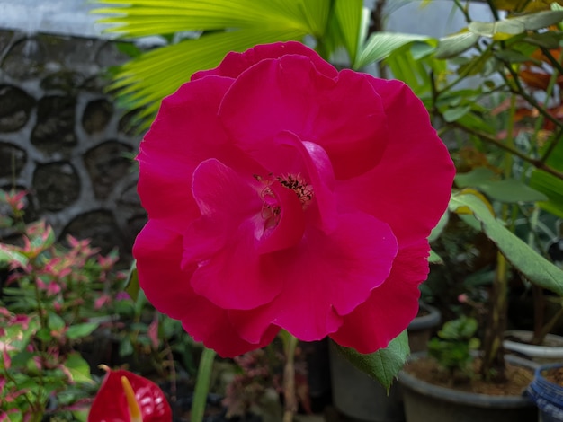 Commond rose red on craspedia under the sunlight in a garden with a blurry free foto