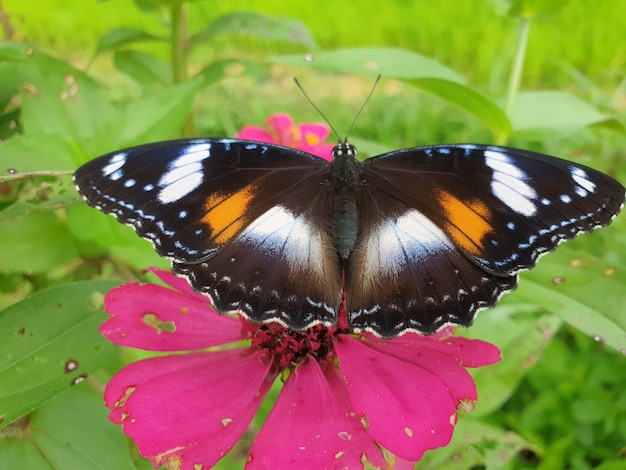 Commond vlinder op craspedia onder het zonlicht in een tuin met een wazige gratis foto