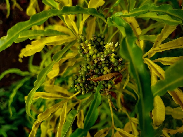 Commond yellow flower plant on craspedia under the night in a garden with a blurry free photo