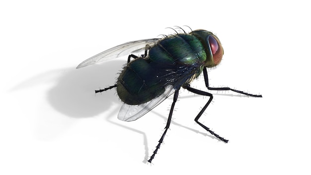 CommonGreen Bottle Fly Sitting Isolate on White Background, Green Fly.