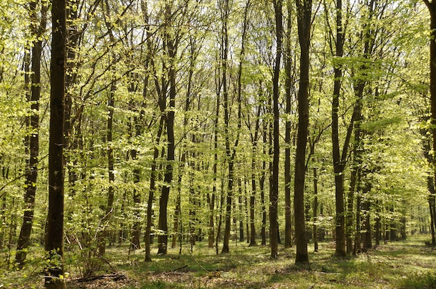 Communal forest of Saint-Pierre-LÃ¨s-Elbeuf